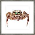 Jumping Spider #3 Framed Print