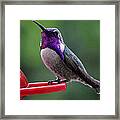 Juvenile Male Costa #1 Framed Print