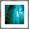Kelp Forest #3 Framed Print