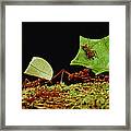 Leafcutter Ants Carrying Leaves French #3 Framed Print