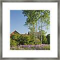 Maine Wild Lupine Flowers #3 Framed Print