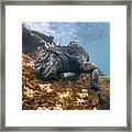 Marine Iguana Feeding On Algae Punta Framed Print