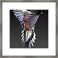 Mourning Dove #3 Framed Print