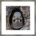 Northern Flicker In Nest Cavity Alaska #3 Framed Print