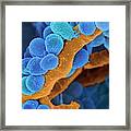 Oral Streptococcus Bacteria #3 Framed Print