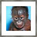 Orangutan Pongo Pygmaeus Baby #3 Framed Print
