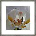 Orchids #3 Framed Print