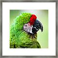 Parrot #3 Framed Print