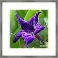 Petunia Hybrid From The Sparklers Mix #2 Framed Print