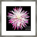 Pink Chrysanthemum Flower Isolated On Black Background. Macro  #3 Framed Print