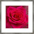 Pink Lily Floral Art #3 Framed Print