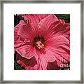 Pink #3 Framed Print