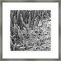 Radish Seed Root Hairs (raphanus Sativus) #3 Framed Print