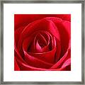 Red Rose #3 Framed Print