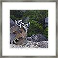 Ring-tailed Lemur And Young Madagascar #3 Framed Print