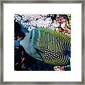 Sailfin Tang Fish #3 Framed Print