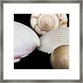 Seashells #3 Framed Print