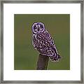 Short Eared Owl  #3 Framed Print