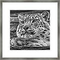 Snow Leopard #3 Framed Print