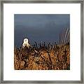 Snowy Owl Hampton Bays New York #3 Framed Print
