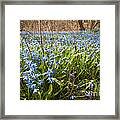 Spring Blue Flowers 3 Framed Print