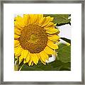 Sunflower #3 Framed Print
