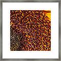 Sunflower #3 Framed Print