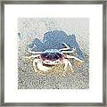 Sunning Sand Crab #3 Framed Print