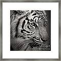 Tiger #3 Framed Print