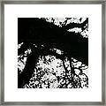 Tree #4 Framed Print