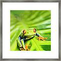 Tropical Red-eyed Tree Frog Agalychnis #3 Framed Print