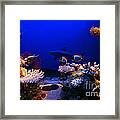 Underwater Scene #3 Framed Print