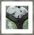 Verreauxs Sifaka Propithecus Verreauxi #2 Framed Print