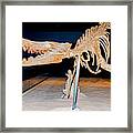 Vogtle Whale Skeleton Framed Print