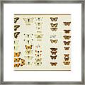 Wallace Collection Butterfly Specimens #3 Framed Print
