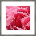 Watermelon Pink Carnation #1 Framed Print