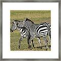 Zebra Males Fighting #3 Framed Print