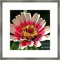 Zinnia From The Whirlygig Mix #3 Framed Print