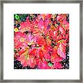 Fall Foliage In New Hampshire #30 Framed Print