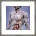 Human Anatomy #31 Framed Print