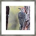 Red-bellied Woodpecker #31 Framed Print