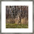 White-tailed Deer #31 Framed Print