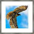 Red-tailed Hawk #34 Framed Print