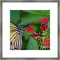Butterfly #7 Framed Print