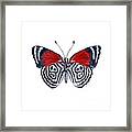 37 Diathria Clymena Butterfly Framed Print