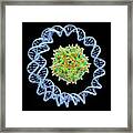 Adeno-associated Virus Framed Print