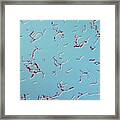 Bacilli, Lm #4 Framed Print