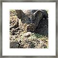 Berkshire Pig #4 Framed Print