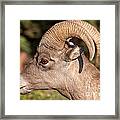 Big Horn Sheep Ram #4 Framed Print