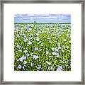 Blooming Flax Field 1 Framed Print